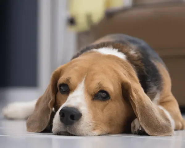 Un beagle triste y cansado, quizás afectado por giardia en perros, descansa en el suelo.