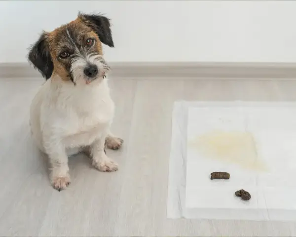 Un cachorro mira a la cámara junto a una alfombrilla de entrenamiento con excrementos. Un recordatorio de que hay que saber como enseñar a un cachorro a hacer sus necesidades en la calle.