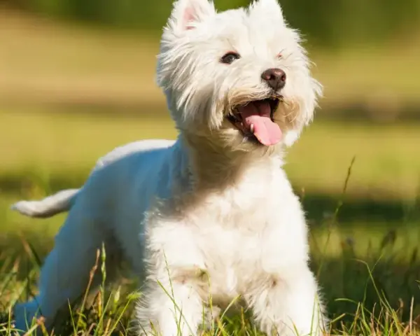 Un West Highland White Terrier blanco, con la lengua fuera, corre feliz por un campo verde y soleado.