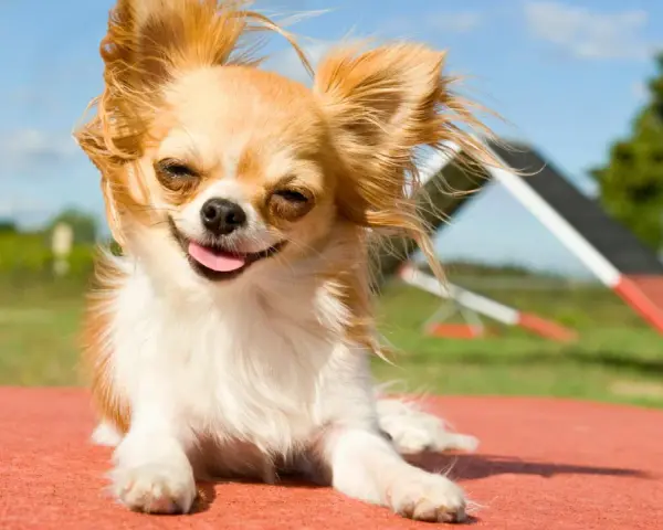 Chihuahua feliz y peludo, listo para su comida casera. Disfruta del sol y la vida.