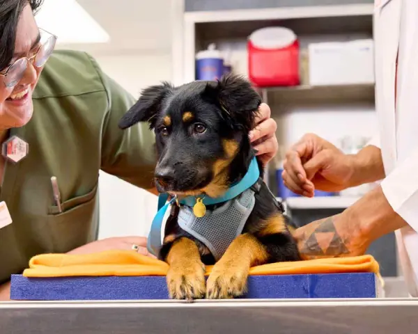Veterinarios preparan a un cachorro para saber cuándo se puede castrar a un perro. El cachorro luce un arnés azul y un collar dorado.