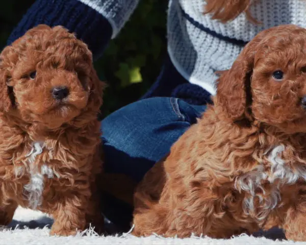 Tiernos cachorros de caniche con corte asiático, listos para conquistar corazones.