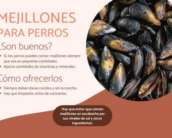 Los perros pueden comer mejillones cocidos y sin concha. Son una fuente de vitaminas y minerales, pero evita los escabechados.