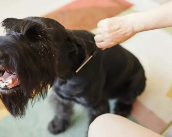Un perro negro con barba larga y tupida, parece que le están haciendo stripping.