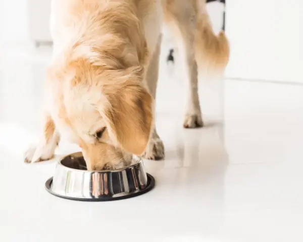 Golden retriever disfrutando de su dieta natural para perros.