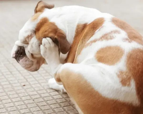 Bulldog se rasca la cara con la pata, indicando la necesidad de saber como eliminar las pulgas de mi perro.
