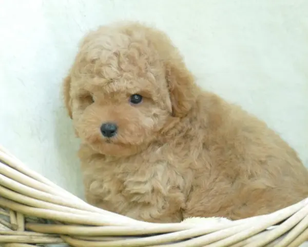 Adorable caniche toy pelado, color caramelo, acurrucado en una cesta de mimbre.