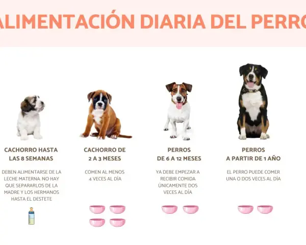Cachorro de 2 a 3 meses come 4 veces al día. Imagen muestra perros de diferentes edades y sus porciones de comida.