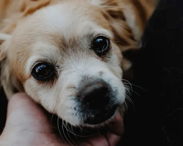 Un perro hiperactivo, con ojos grandes y brillantes, mira con ternura mientras una mano acaricia su cabeza.