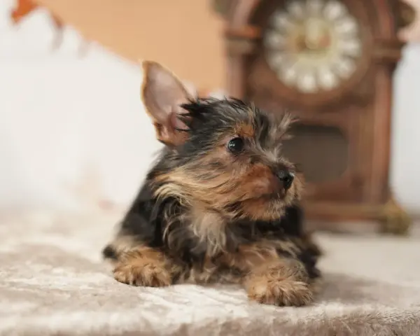 Un tierno cachorro de perros yorkshire, con su pelaje oscuro y dorado, descansa sobre una manta suave, con un reloj antiguo desenfocado al fondo.