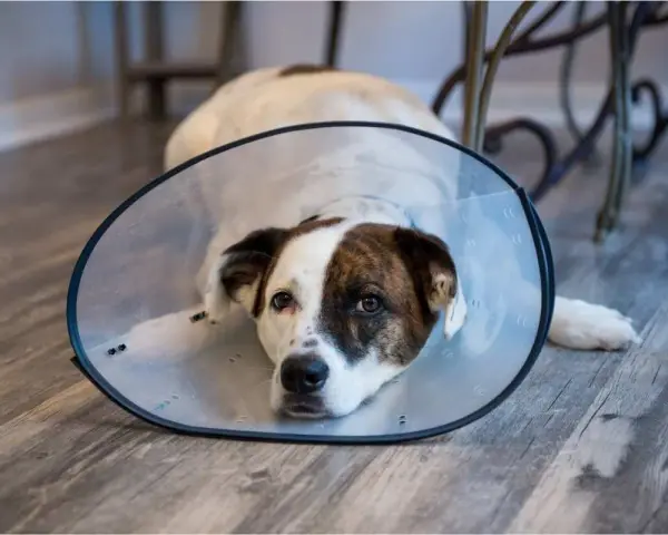 Perro con collar isabelino recuperándose. Averigua cuanto vale castrar un perro para su bienestar.