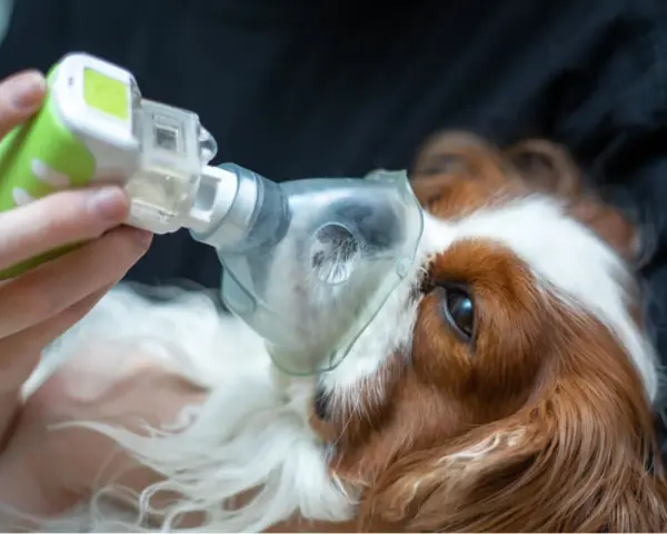 Un perro recibe tratamiento con nebulizador para edema pulmonar. La esperanza de vida de perro con edema pulmonar mejora con cuidados.