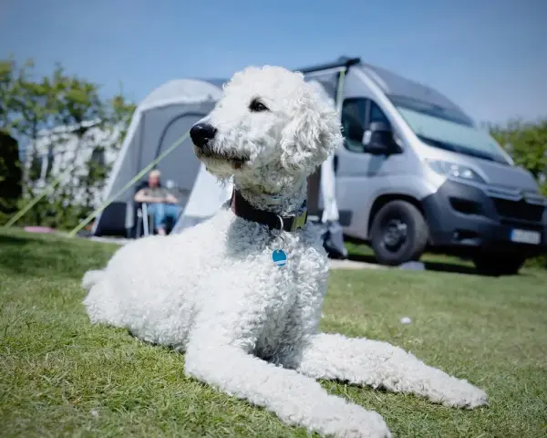 Un caniche gigante sin pelar descansa en el césped, con una tienda de campaña y una furgoneta camper al fondo.