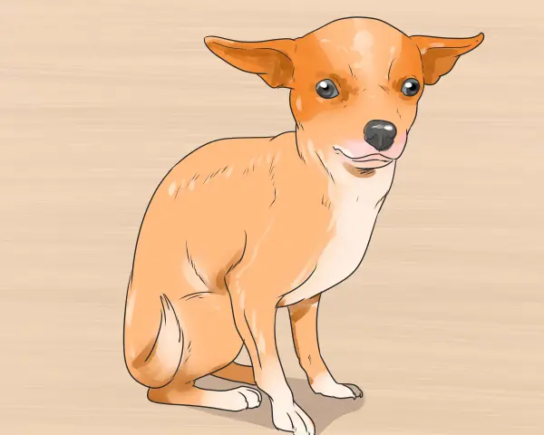 Un adorable chihuahua cachorro sentado, listo para aprender sobre sus cuidados.