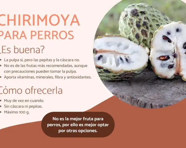 Chirimoya para perros: la pulpa es comestible, pero sin pepitas ni cáscara. No es la fruta más recomendada, aunque aporta nutrientes.