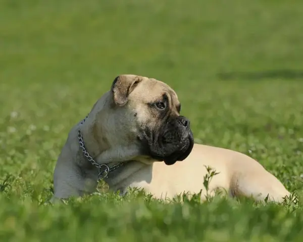 Un majestuoso bullmastiff descansa en la hierba verde, con su collar plateado brillando bajo el sol.