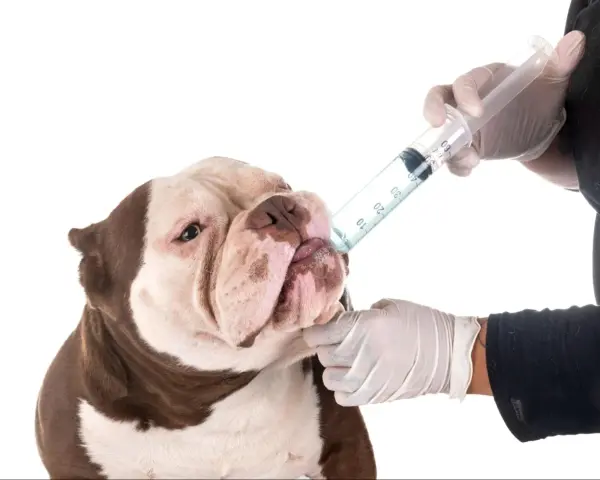 Un perro recibe medicina de una jeringa. La frecuencia con la que se desparasita a un perro depende de su estilo de vida y la recomendación veterinaria.