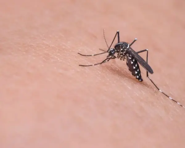Un mosquito, vector de la leishmaniasis, se posa sobre la piel.
