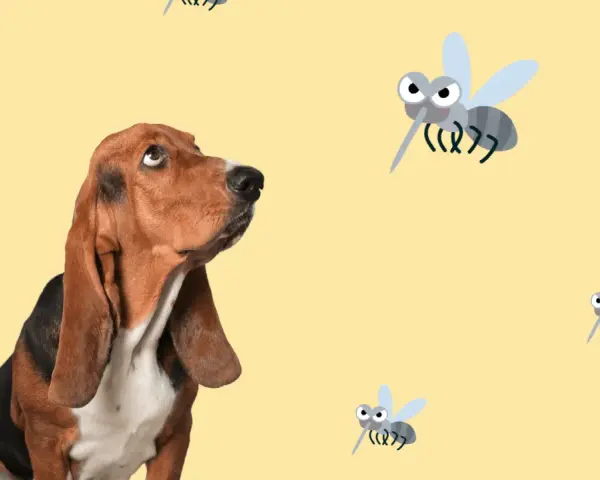 Un basset hound mira con recelo a varios mosquitos animados. ¡Cuidado con la leishmania en perros!