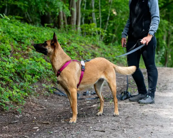 Perro de **mantrailing perros** con arnés rosa, atento en un sendero boscoso, guiado por su dueño.