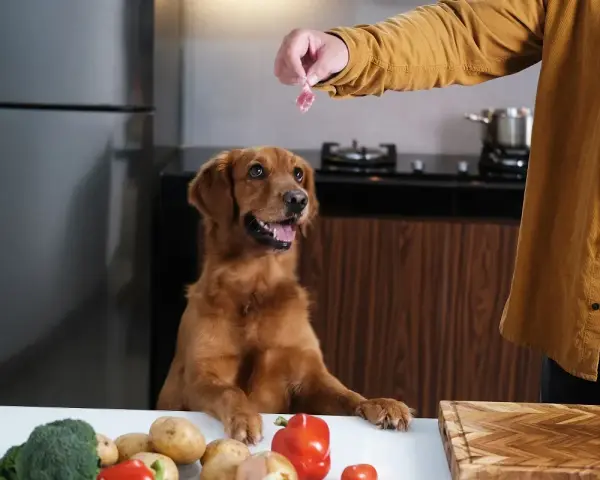 Un perro golden retriever espera ansioso un trozo de carne, mientras en la mesa hay ingredientes para comida para perros hecha en casa.
