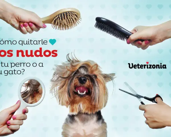 ¿Cómo quitarle los nudos a tu perro o gato? Cepillos, tijeras y un espejo para ayudarte a desenredar el pelo.