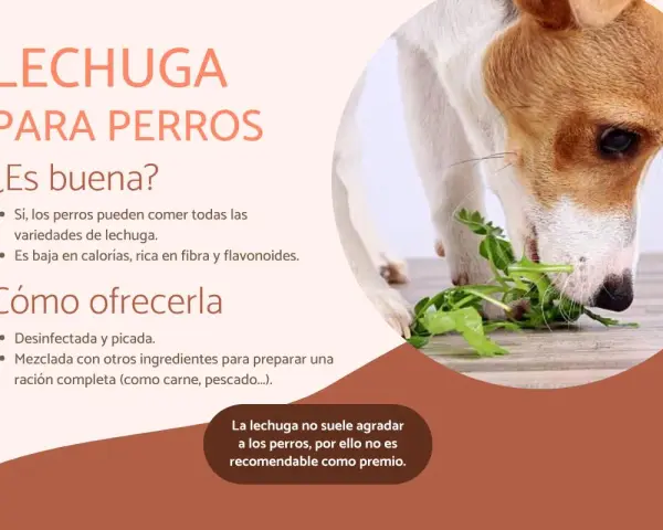 Un perro come lechuga fresca. Sí, los perros pueden comer lechuga, es baja en calorías y rica en fibra.