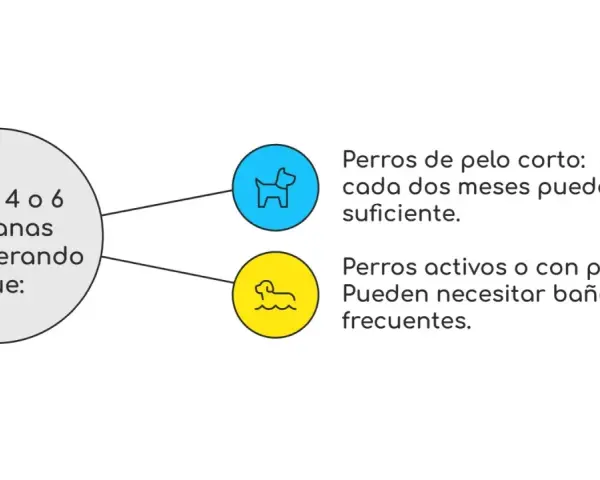 Guía sobre cada cuanto se lava un perro: pelo corto cada dos meses, pelo largo o activos, más seguido.