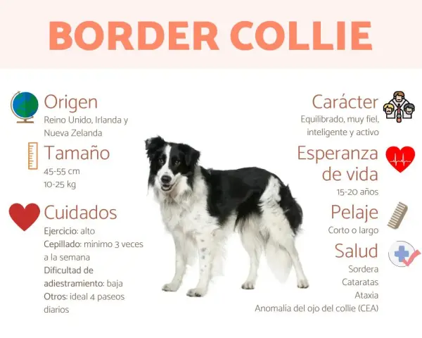 Un Border Collie, uno de los tipos de collie, con información sobre su origen, tamaño, cuidados, carácter y salud.
