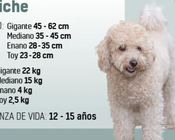Un caniche de pelaje rizado y color crema, con información sobre su tamaño, peso y esperanza de vida.