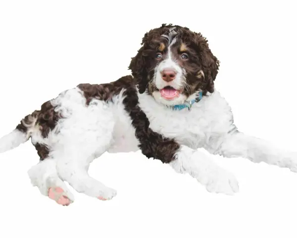 Un juguetón bernedoodle mini, con pelaje rizado blanco y marrón, mira con ojos curiosos y la boca abierta, listo para jugar.