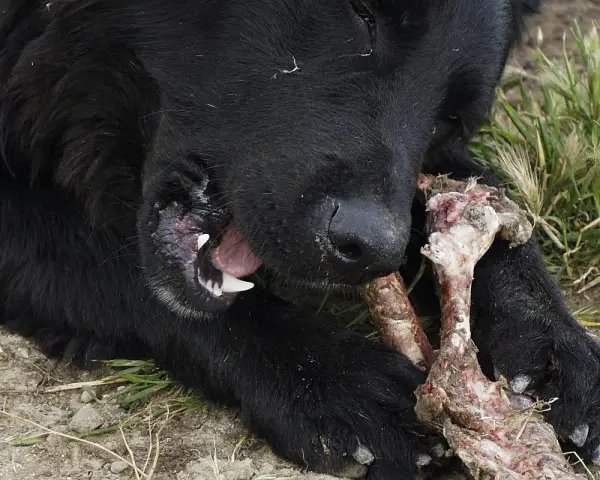 Perro negro masticando un hueso con carne. Los huesos se deshacen en el estómago de los perros, un festín natural.
