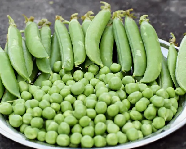 Un plato lleno de guisantes frescos, tanto en vaina como sueltos. ¡Una delicia que hasta los perros pueden comer guisantes!