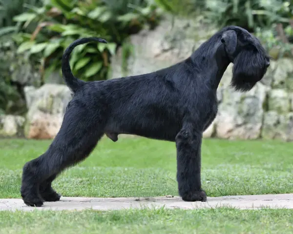 Un imponente schnauzer gigante negro, con su característico bigote, posa orgulloso en un jardín.