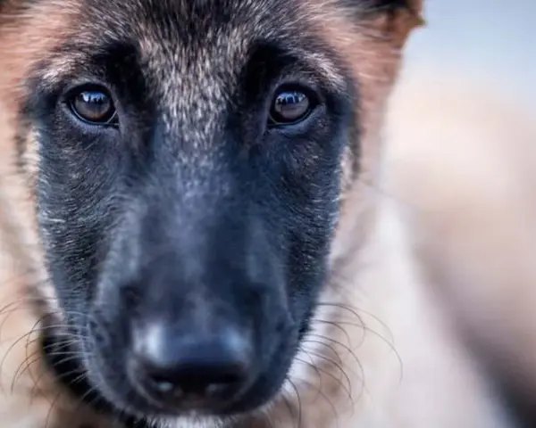 Ojos tristes de un perro maltratado, reflejando la esperanza de cómo quitar el miedo a un perro maltratado con paciencia y amor.