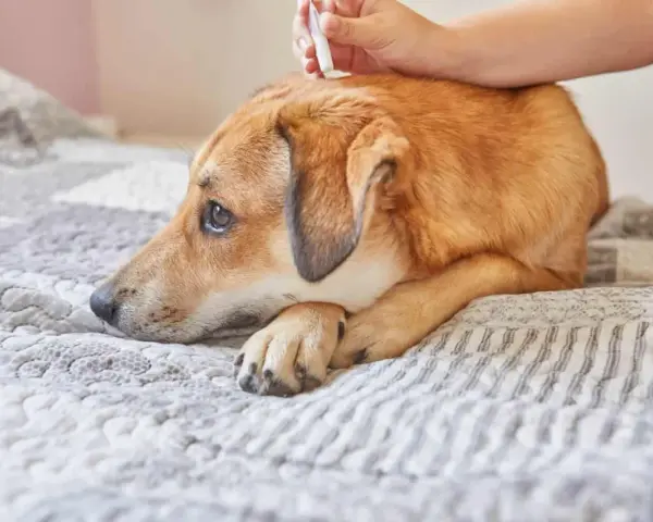 Un perro triste recibe tratamiento antiparasitario. Es vital recordar que puede morir un perro por lombrices si no se trata.
