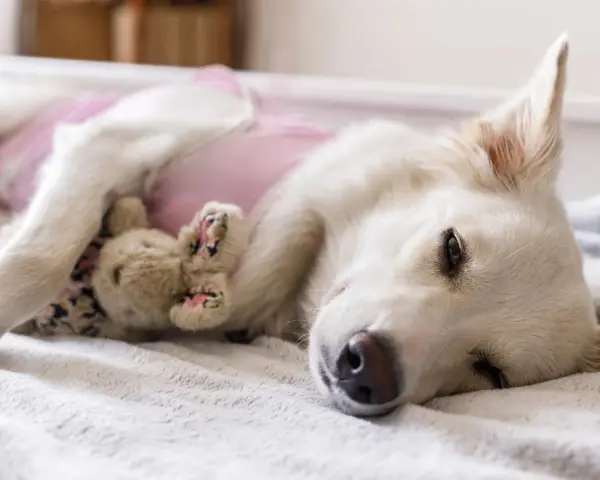 Perra blanca con un osito de peluche, recuperándose tras esterilizar perra.