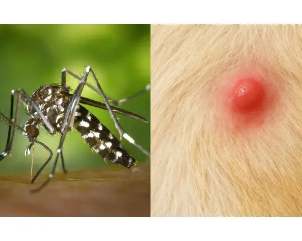 Mosquito listo para picar a un perro. La imagen muestra un mosquito y una picadura roja e inflamada en la piel de un perro.