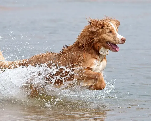 Un alegre retriever de nueva escocia salta a través del agua, creando una gran salpicadura.