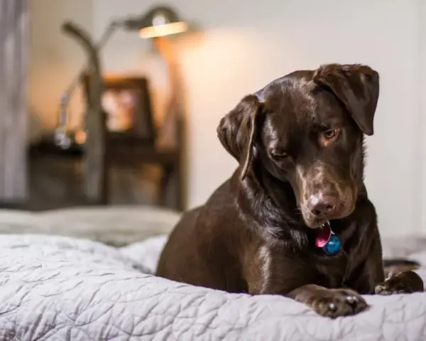 Un perro chocolate descansa en una cama, quizás pensando en los 50 gestos de los perros y su significado.