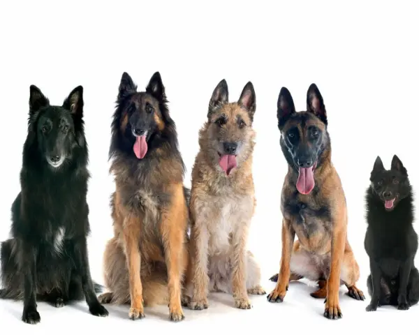 Cinco perros pastor belga, de diferentes colores y pelajes, sentados y mirando al frente con la lengua fuera.