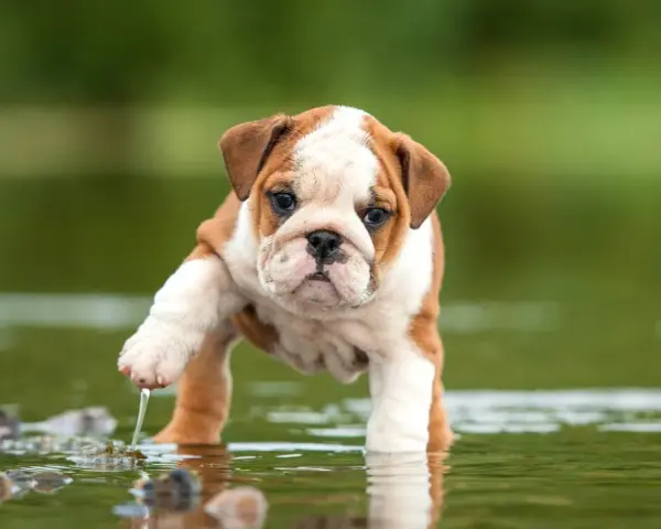 Un tierno bulldog inglés cachorro explora el agua, levantando una pata con gotas cayendo.