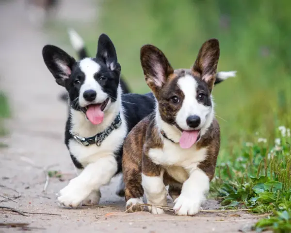 Dos cachorros corgi perro corren alegres por un camino de tierra, con sus lenguas afuera y orejas puntiagudas.