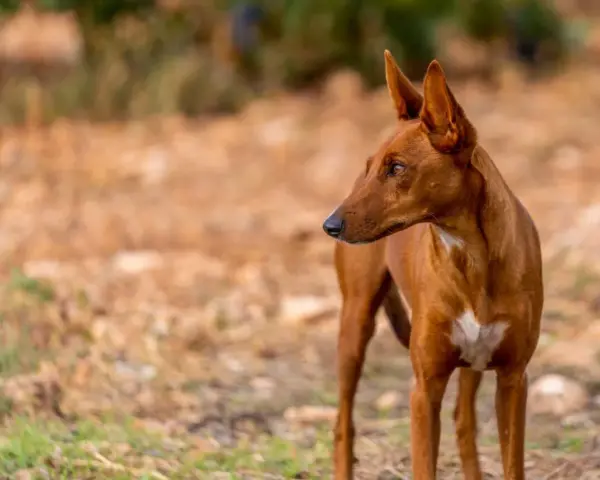 Un podenco maneto de pelaje rojizo, con orejas puntiagudas y atentas, mira hacia la derecha en un campo seco.