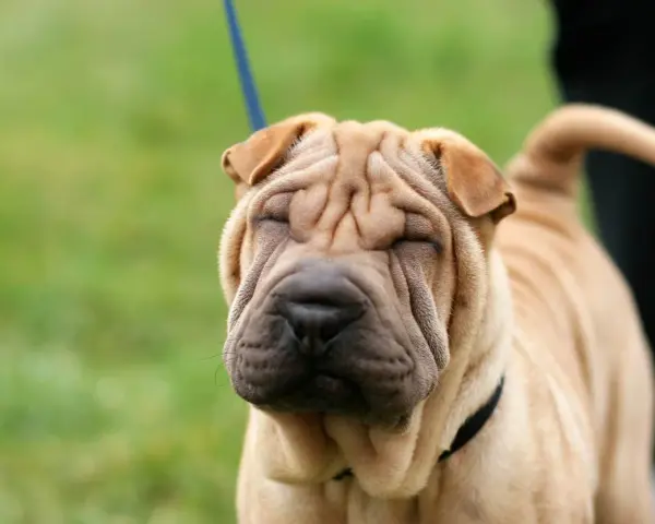 Un adorable shar pei americano con su cara arrugada y ojos cerrados, disfrutando del día al aire libre.