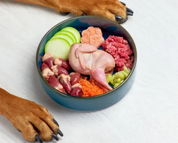 Un perro espera ansioso su dieta cocinada: un festín de codorniz, corazones, carne picada y verduras frescas en un cuenco azul.