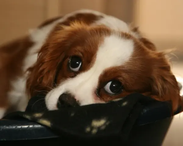 Un tierno cachorro llora por la noche, con sus grandes ojos tristes mirando desde su cama.