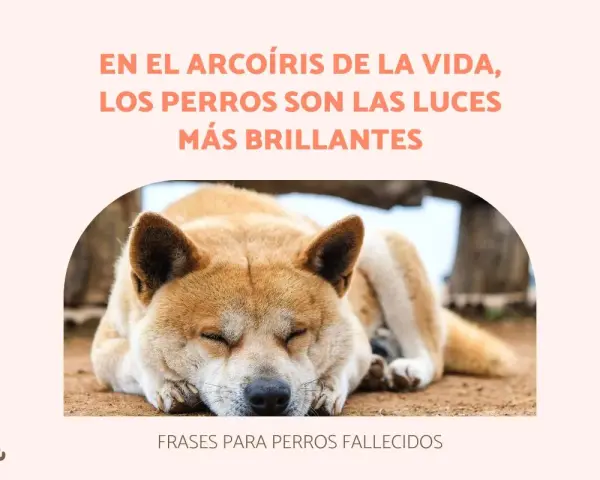 Un perro duerme plácidamente, evocando bonitas frases de adiós a mi mascota. El texto dice: "En el arcoíris de la vida, los perros son las luces más brillantes".