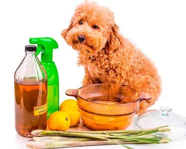 Un perro poodle mira mientras se preparan remedios caseros para pulgas en perros: vinagre de manzana, limones y hierbas.