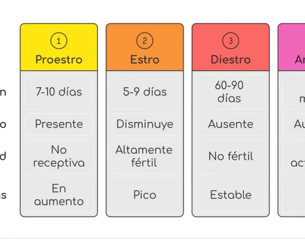 Tabla que detalla cuánto dura el celo de una perra: Proestro (7-10 días), Estro (5-9 días), Diestro (60-90 días) y Anestro (4-6 meses).
